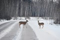 Deer, in the early morning Royalty Free Stock Photo