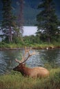 Elk in Jasper National Park Royalty Free Stock Photo