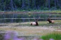 Elk, Jasper National Park Royalty Free Stock Photo