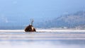 Elk, Jasper National Park Royalty Free Stock Photo