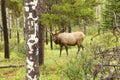 Elk jasper national park west canada british columbia Royalty Free Stock Photo