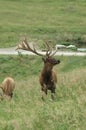 Elk keeps watch