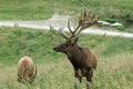 Elk keeps watch