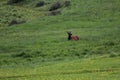 A Elk laying on top of a lush green field Royalty Free Stock Photo