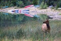 An elk looks off into the distance near a boat launch Royalty Free Stock Photo