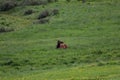 A elk on a lush green field Royalty Free Stock Photo