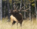 Elk Stock Photo and Image. Male animal in the forest in the mating hunting season and making a bulge call, displaying mouth open, Royalty Free Stock Photo