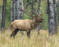 Elk Stock Photo and Image. Male animal in the forest in the mating hunting season and making a bulge call, displaying mouth open, Royalty Free Stock Photo