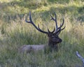 Elk Stock Photo and Image.  Male buck resting in the field in mating season in the bush with grass background in its environment Royalty Free Stock Photo