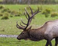 Elk Stock Photo and Image. Male head close-up profile side view in the field displaying its antlers and brown skin fur in its