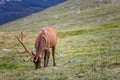 Elk in a Meadow in Rocky Mountain National Park Royalty Free Stock Photo