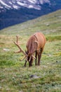 Elk in a Meadow in Rocky Mountain National Park Royalty Free Stock Photo