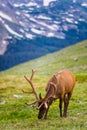 Elk in a Meadow in Rocky Mountain National Park Royalty Free Stock Photo