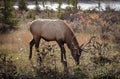 Elk in a medow