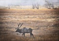 Elk in Mist, Rocky Mountain National Park, Colorado Royalty Free Stock Photo