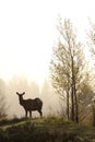 Elk in misty forest, Grand Teton National Park