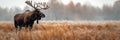 elk moose with horns in a snowy autumn field on forest background close-up Royalty Free Stock Photo