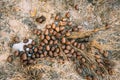 Elk Moose Scat On Snow In Winter Forst. Belarus Or European Part Of Russia. Royalty Free Stock Photo