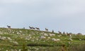 Elks Royalty Free Stock Photo
