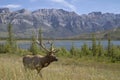 Elk in the mountains