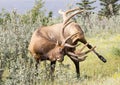 Elk in the Mountains Royalty Free Stock Photo