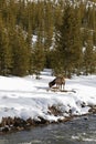 Elk near River, Winter, Yellowstone NP Royalty Free Stock Photo