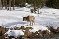 Elk near River, Winter, Yellowstone NP Royalty Free Stock Photo