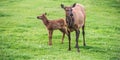 Elk and Newborn Calf Royalty Free Stock Photo