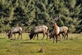 Elk in Northern California Royalty Free Stock Photo