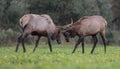 An Elk in Pennsylvania