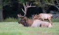 Elk in Pennsylvania Royalty Free Stock Photo