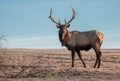 Elk in Pennsylvania Royalty Free Stock Photo