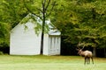 Elk picking along an old white church Royalty Free Stock Photo