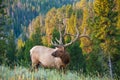 Elk Royalty Free Stock Photo