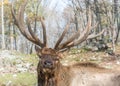 Elk Posing for Posterity- Look At Him!