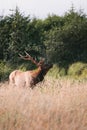 Elk in prairie creek redwoods state park Royalty Free Stock Photo