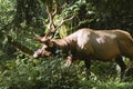 Elk in prairie creek redwoods state park