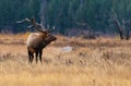 An Elk Profile in a Mountain Meadow during the Rut Royalty Free Stock Photo