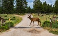 Elk with rack walking across road by cattle guard and evergreen trees Royalty Free Stock Photo