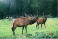 Elk in rain