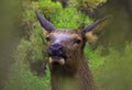 Elk on a rainy day