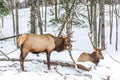 Elk Rattling Next to His Friend