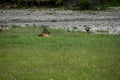 Elk resting by the river on the grass in the background of coniferous forest. female deer in Banff National Park, Alberta, Canada Royalty Free Stock Photo