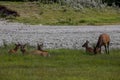 Elk resting by the river on the grass in the background of coniferous forest. female deer in Banff National Park, Alberta, Canada Royalty Free Stock Photo