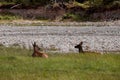 Elk resting by the river on the grass in the background of coniferous forest. female deer in Banff National Park, Alberta, Canada Royalty Free Stock Photo