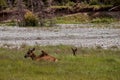 Elk resting by the river on the grass in the background of coniferous forest. female deer in Banff National Park, Alberta, Canada Royalty Free Stock Photo