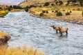 Elk in the river Royalty Free Stock Photo