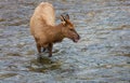 Elk in the river Royalty Free Stock Photo