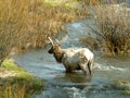 Elk in river, Yellowstone National Park.