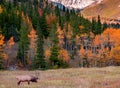 Elk; Rocky Mountain National Park, CO Royalty Free Stock Photo
